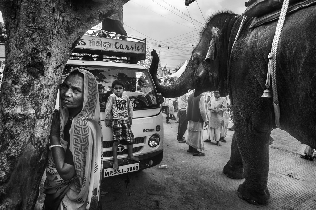 Animals in Street: Photo Series By Indian Photographer Raj Sarkar