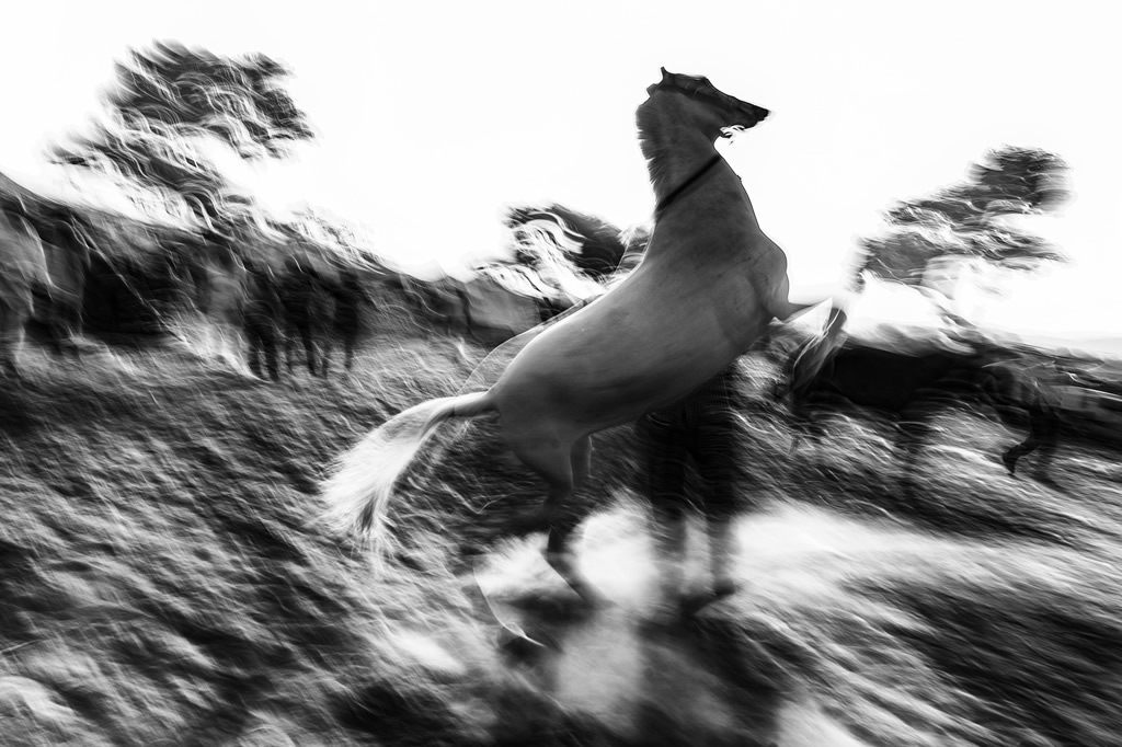 Animals in Street: Photo Series By Indian Photographer Raj Sarkar