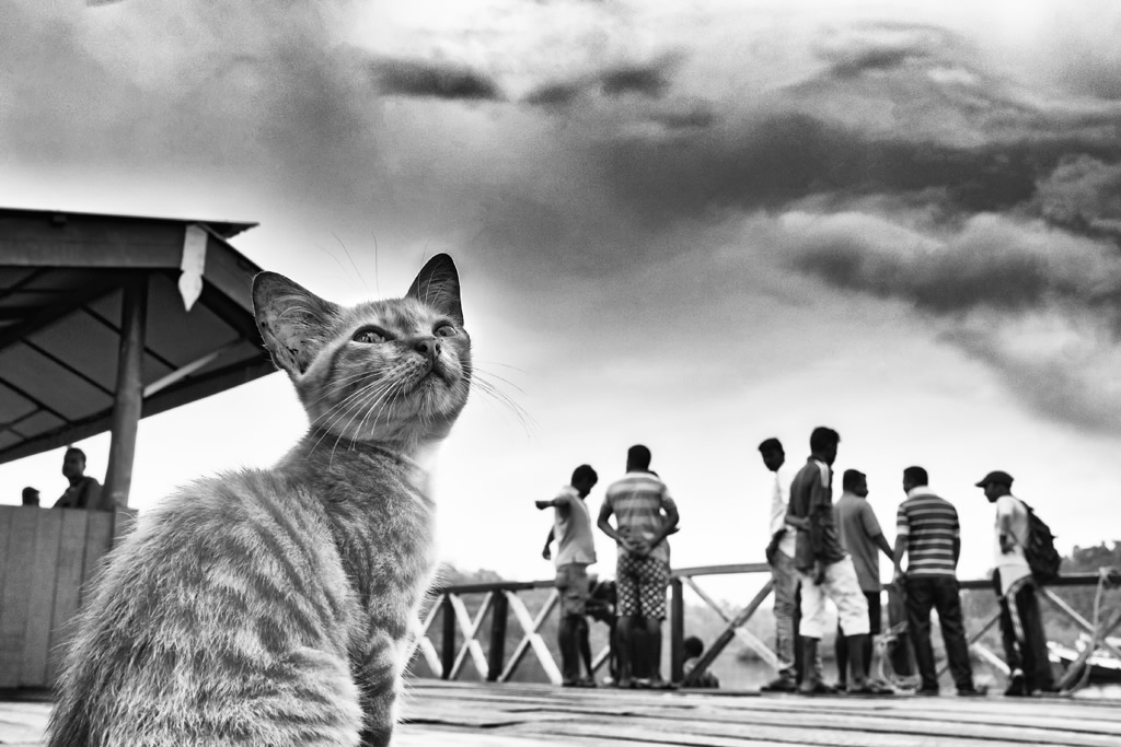 Animals in Street: Photo Series By Indian Photographer Raj Sarkar