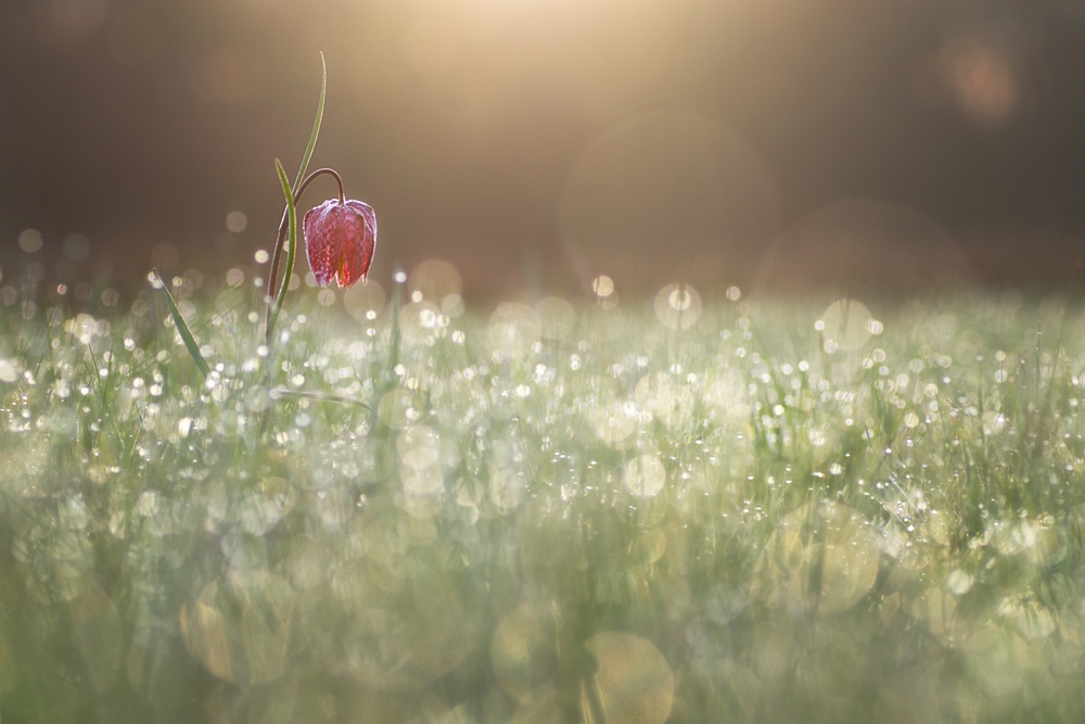 Interview With French Nature Photographer Sébastien Blomme