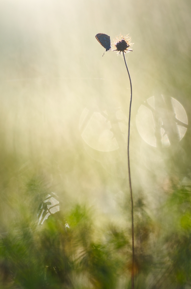 Interview With French Nature Photographer Sébastien Blomme