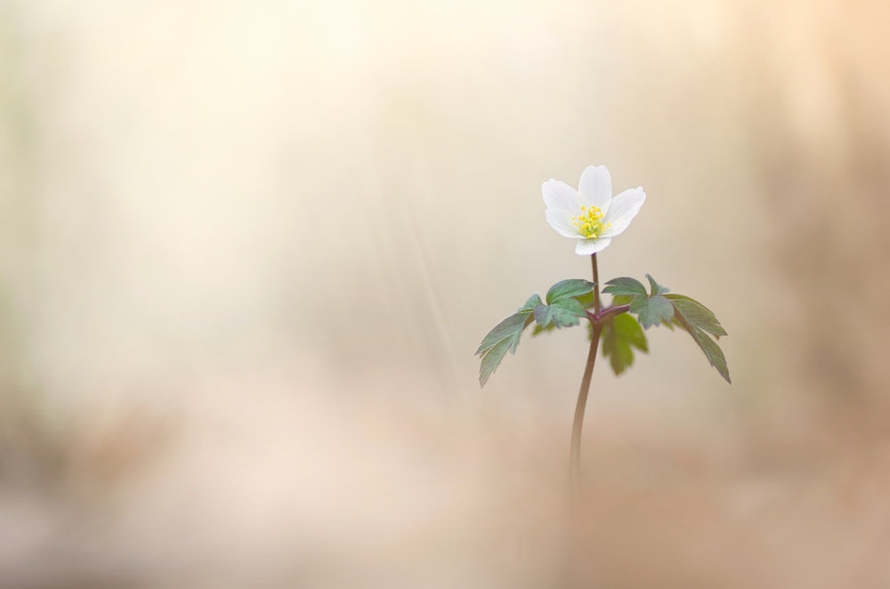 Interview With French Nature Photographer Sébastien Blomme