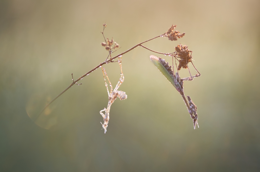 Interview With French Nature Photographer Sébastien Blomme