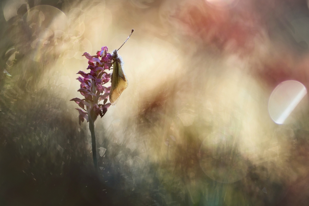 Interview With French Nature Photographer Sébastien Blomme