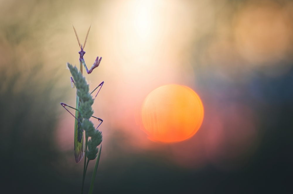 Interview With French Nature Photographer Sébastien Blomme