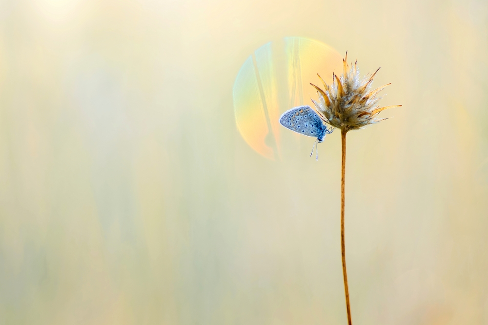 Interview With French Nature Photographer Sébastien Blomme