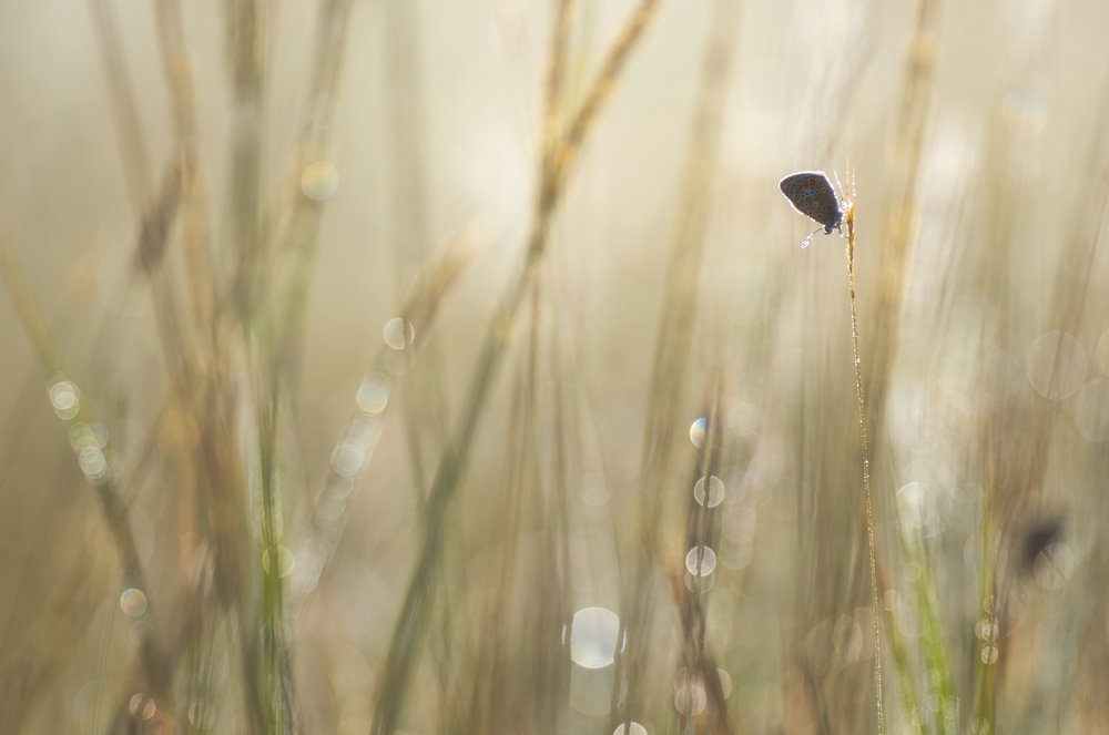 Interview With French Nature Photographer Sébastien Blomme