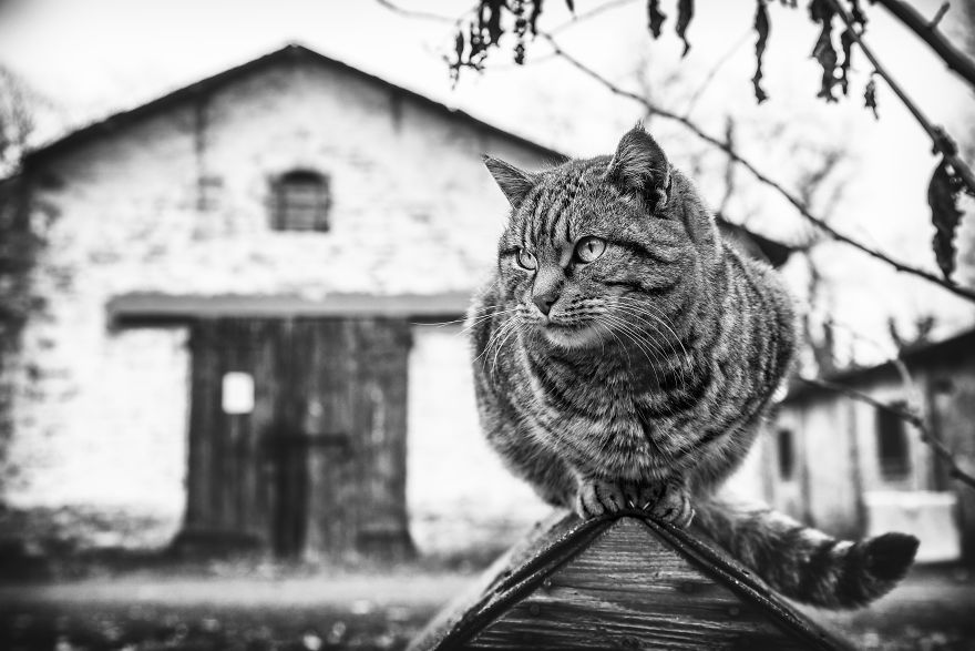 Photographer Sabrina Boem Beautifully Captured The Hilarious Logic Of Monorail Cats