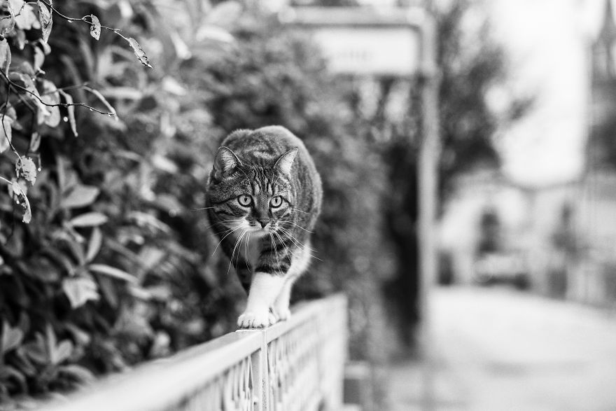 Photographer Sabrina Boem Beautifully Captured The Hilarious Logic Of Monorail Cats