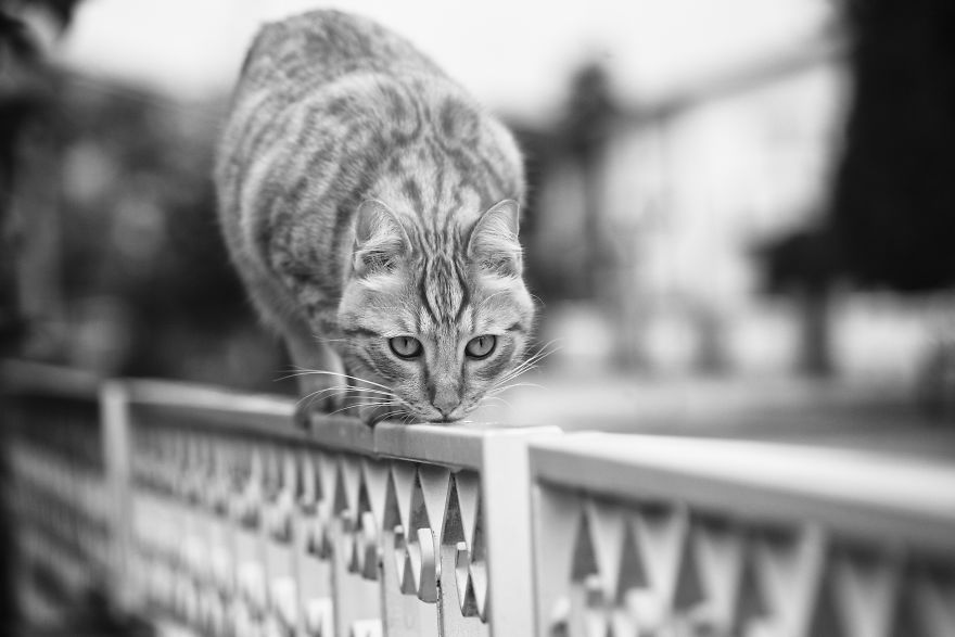 Photographer Sabrina Boem Beautifully Captured The Hilarious Logic Of Monorail Cats