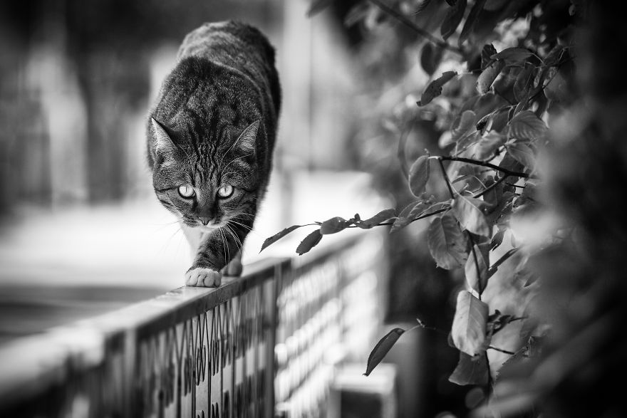 Photographer Sabrina Boem Beautifully Captured The Hilarious Logic Of Monorail Cats