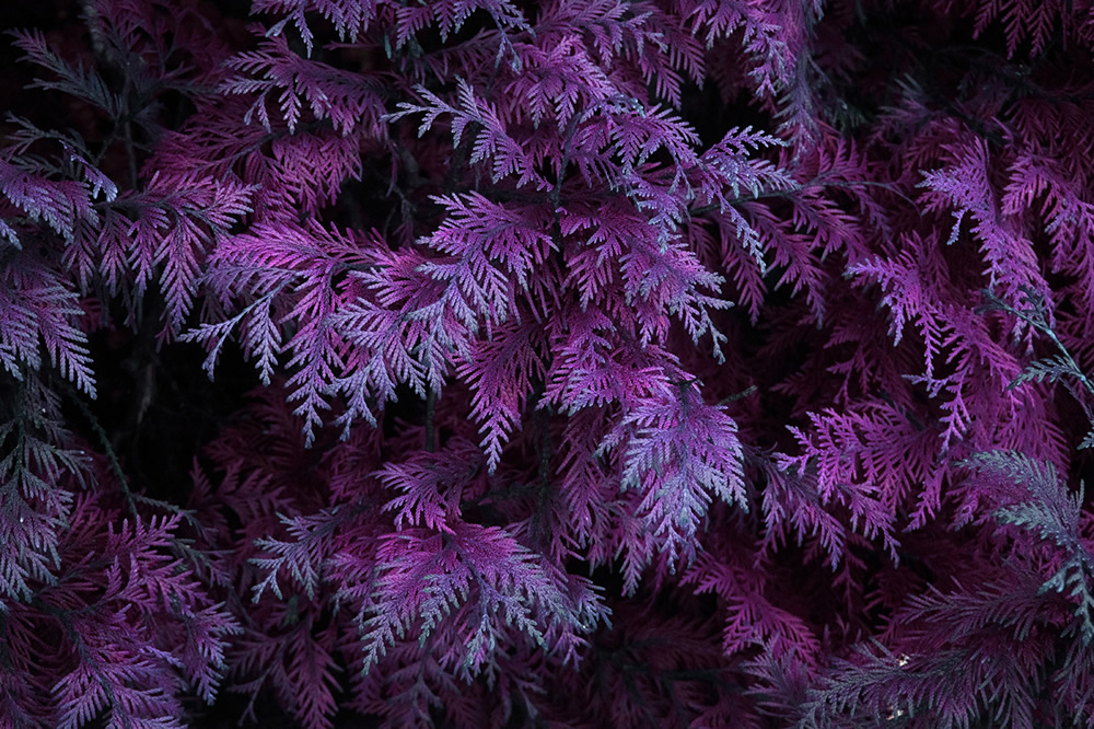 Strange Leaves: Documenting Venomous Forests By Spanish Photographer Al Mefer