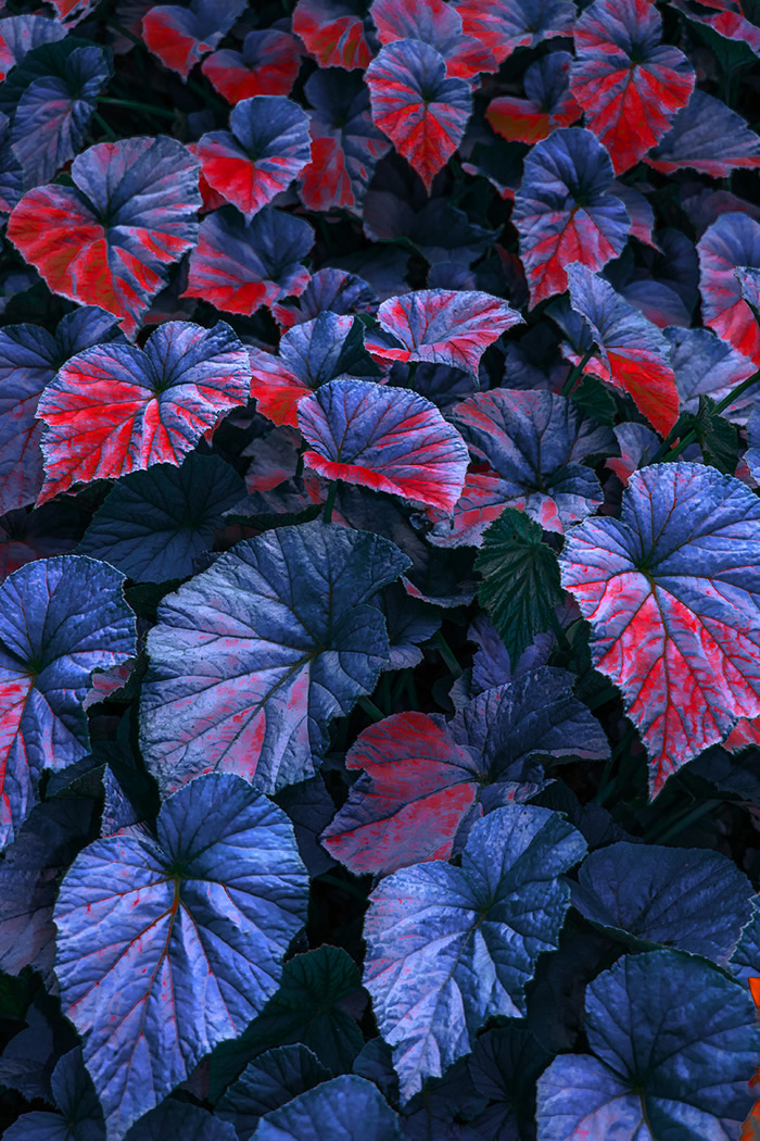 Strange Leaves: Documenting Venomous Forests By Spanish Photographer Al Mefer