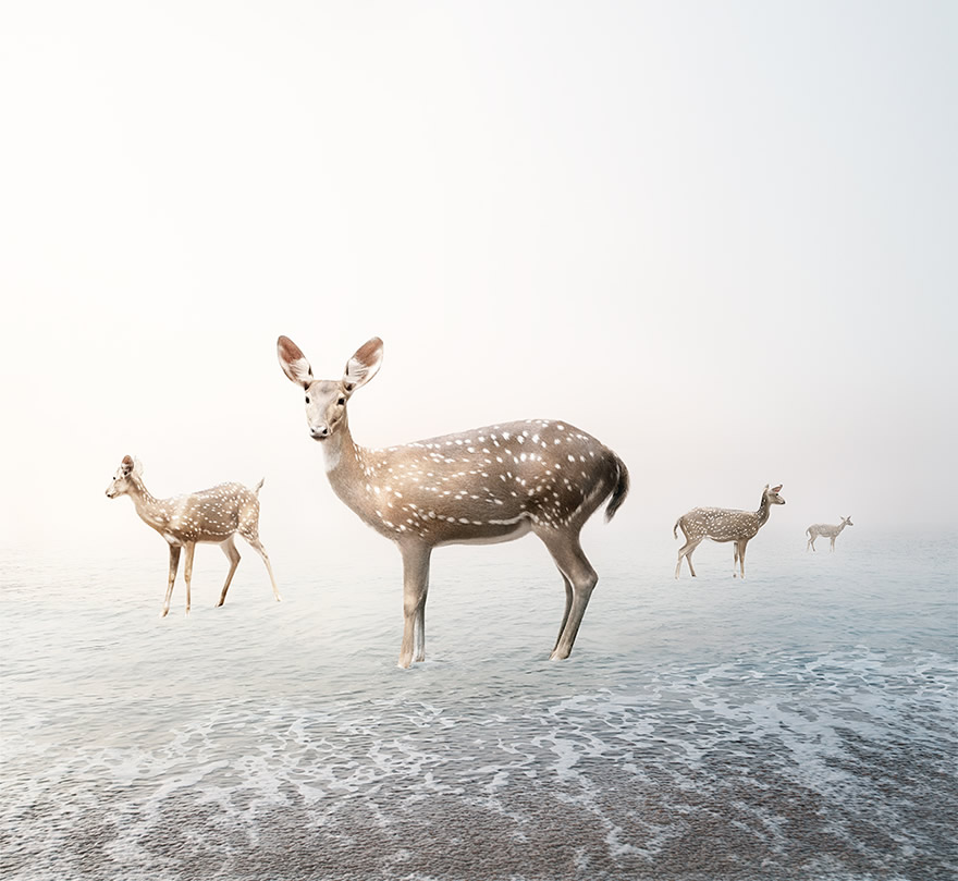 Meditations - Beautiful Photo Series By Alice Zilberberg