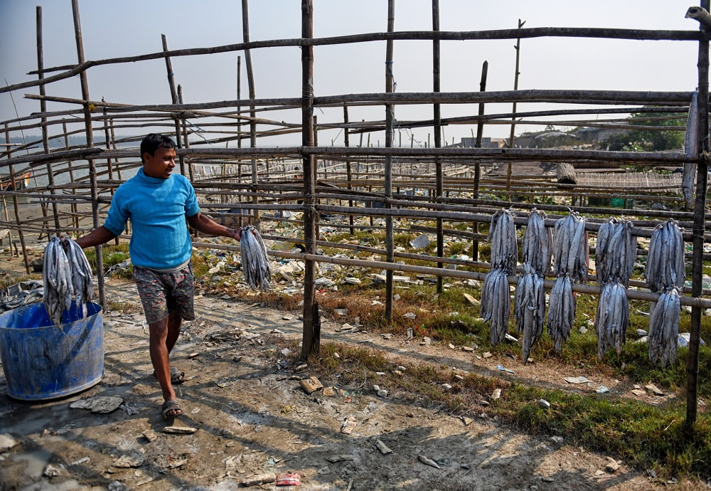 Dry Fish Processing At The Coastal Area Of Bengal: Photo Series By Avishek Das