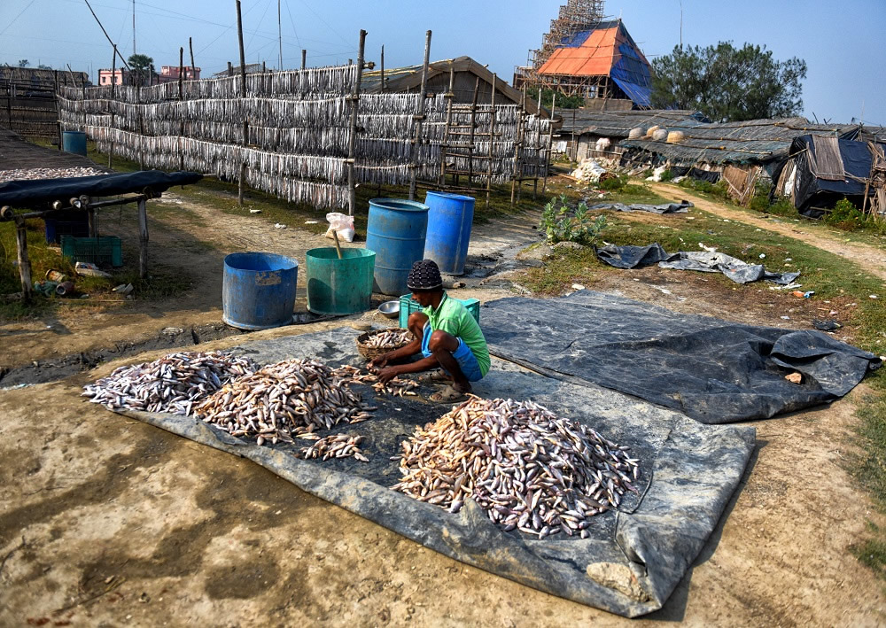 Dry Fish Processing At The Coastal Area Of Bengal: Photo Series By Avishek Das