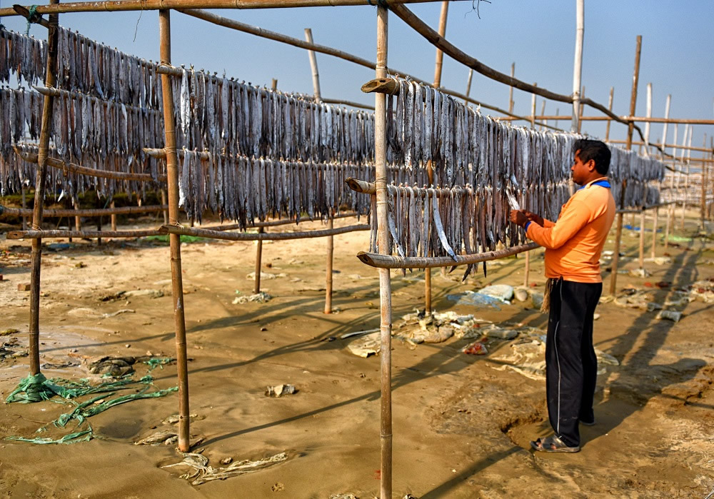 Dry Fish Processing At The Coastal Area Of Bengal: Photo Series By Avishek Das