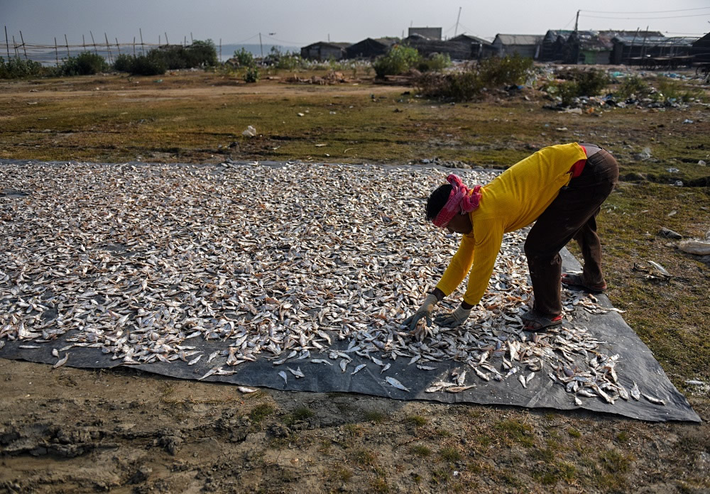 Dry Fish Processing At The Coastal Area Of Bengal: Photo Series By Avishek Das