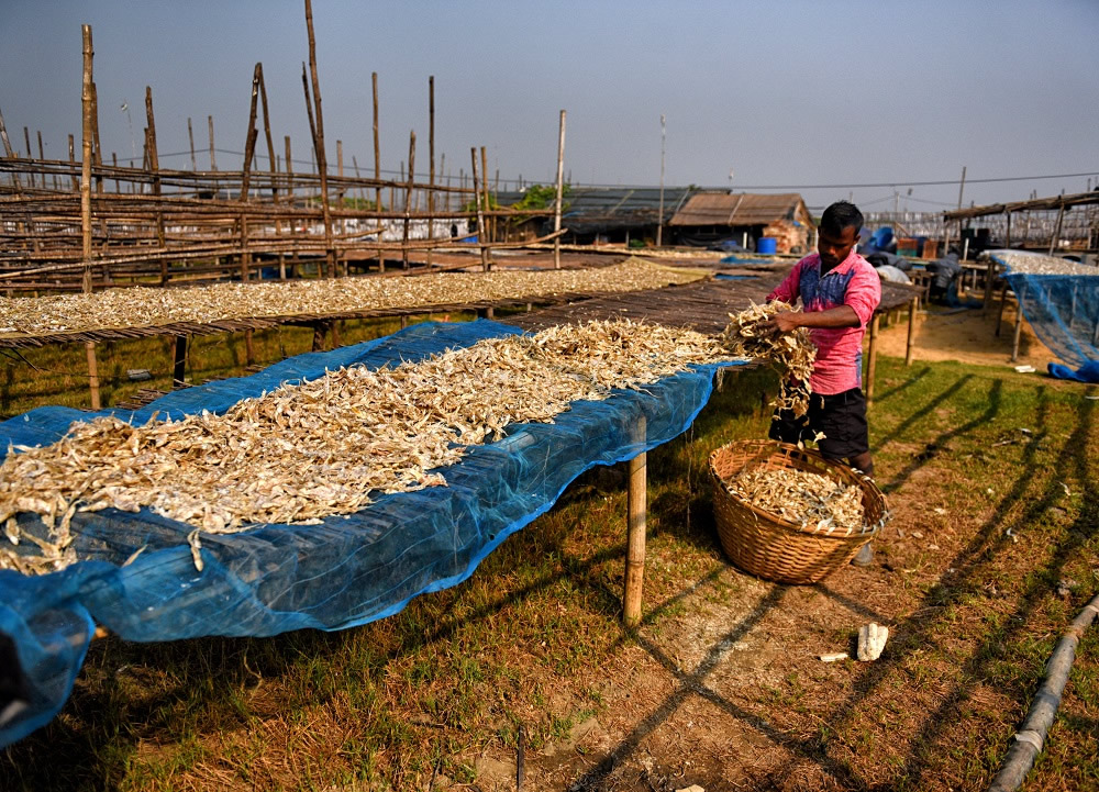 Dry Fish Processing At The Coastal Area Of Bengal: Photo Series By Avishek Das