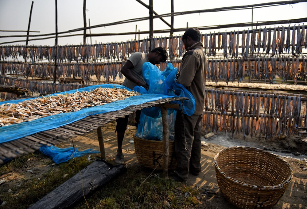 Dry Fish Processing At The Coastal Area Of Bengal: Photo Series By Avishek Das