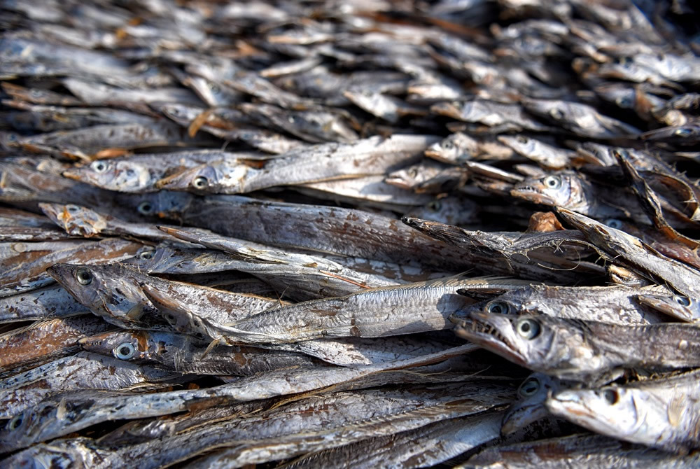 Dry Fish Processing At The Coastal Area Of Bengal: Photo Series By Avishek Das