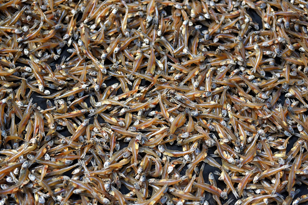 Dry Fish Processing At The Coastal Area Of Bengal: Photo Series By Avishek Das