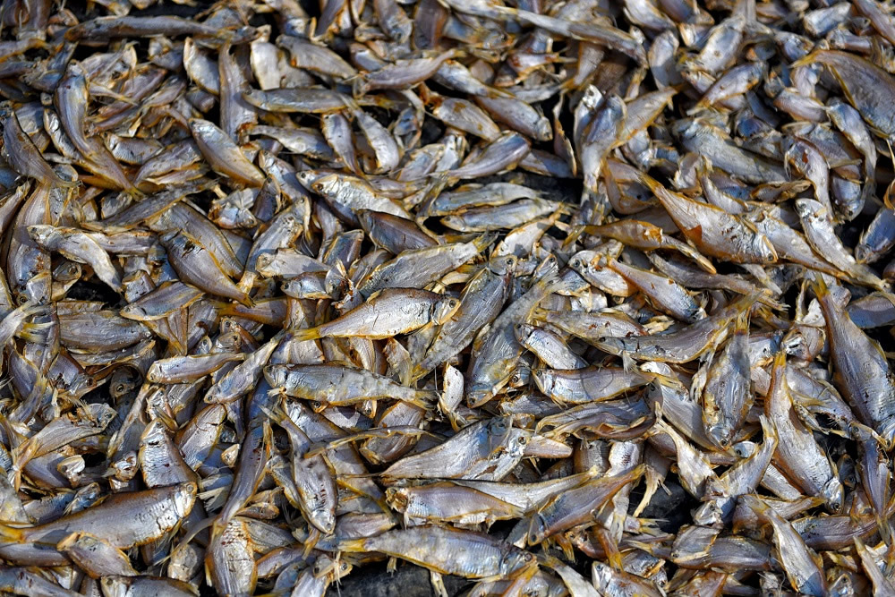 Dry Fish Processing At The Coastal Area Of Bengal: Photo Series By Avishek Das