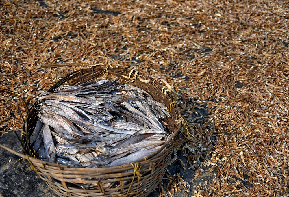 Dry Fish Processing At The Coastal Area Of Bengal: Photo Series By Avishek Das