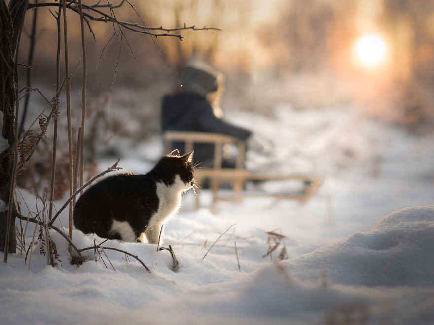 Photographer Iwona Podlasińska Captured The Most Magical Moments of His Son With Cats