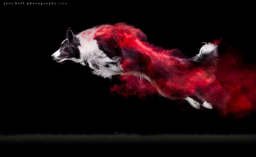 Canadian Photographer Jess Bell Captured Artistic Images Of Animals In Action