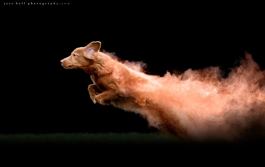 Canadian Photographer Jess Bell Captured Artistic Images Of Animals In Action