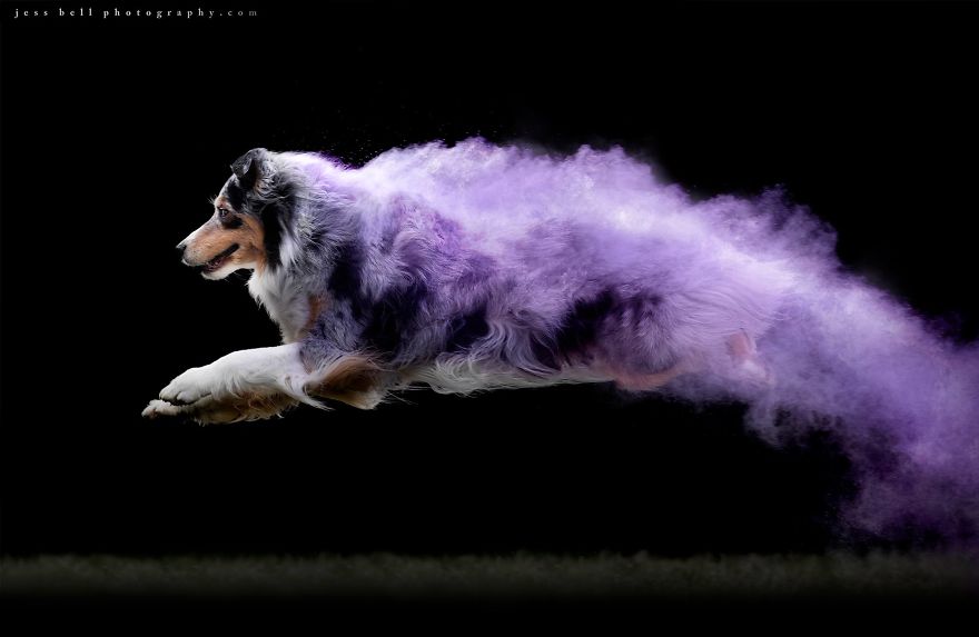 Canadian Photographer Jess Bell Captured Artistic Images Of Animals In Action