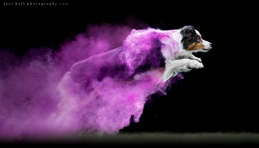 Canadian Photographer Jess Bell Captured Artistic Images Of Animals In Action