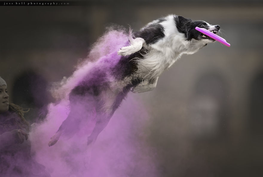 Canadian Photographer Jess Bell Captured Artistic Images Of Animals In Action