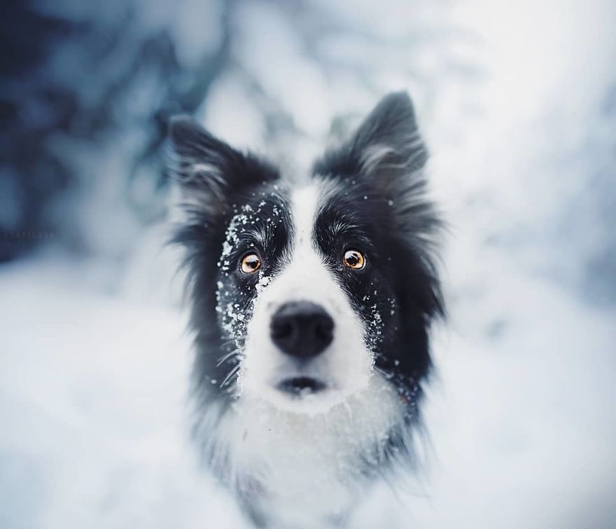 The Best Dog Photos I Have Ever Captured By Kristyna Kvapilova