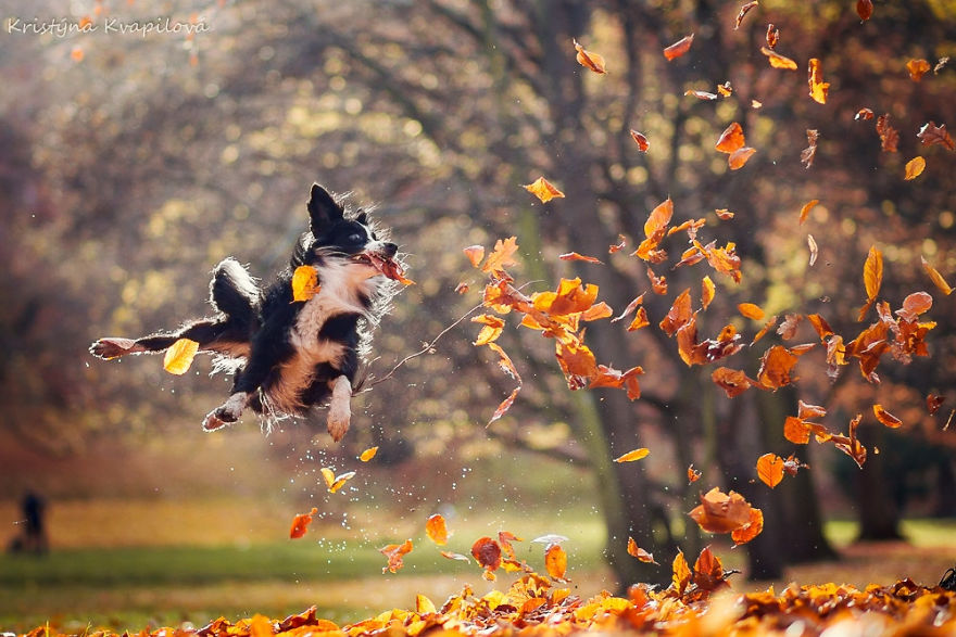 The Best Dog Photos I Have Ever Captured By Kristyna Kvapilova