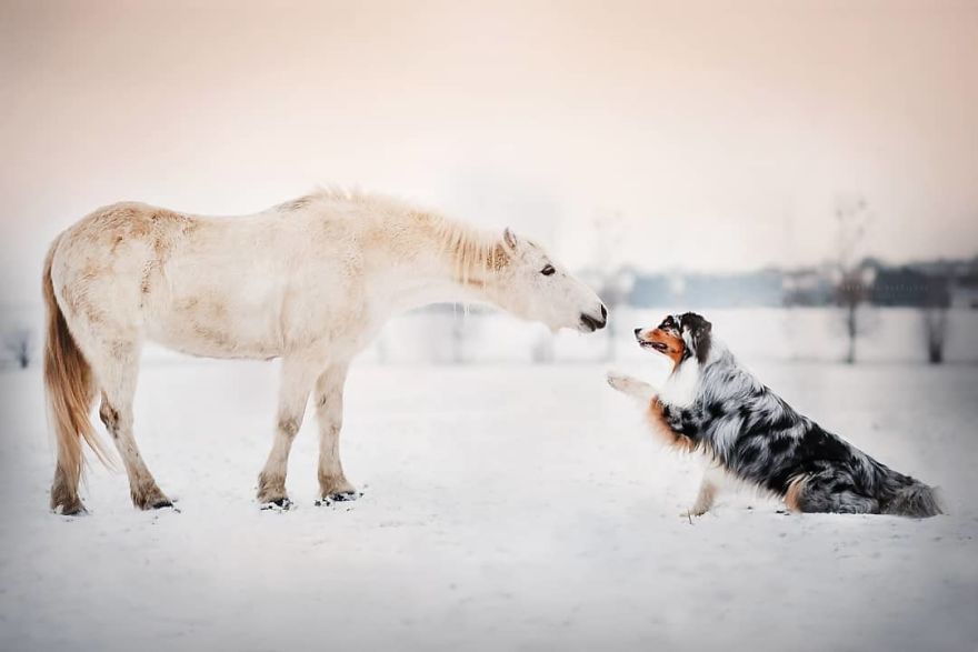 The Best Dog Photos I Have Ever Captured By Kristyna Kvapilova