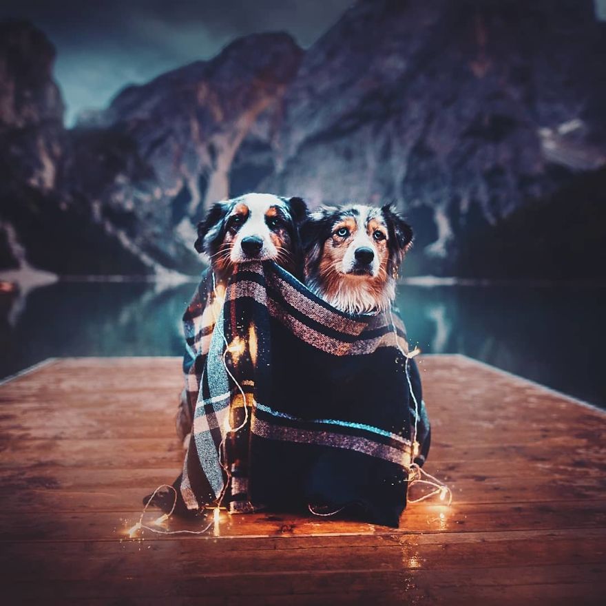 The Best Dog Photos I Have Ever Captured By Kristyna Kvapilova