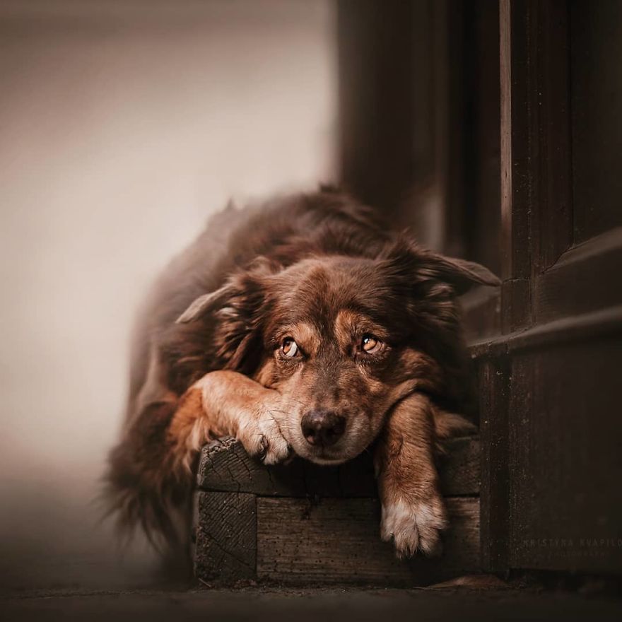 The Best Dog Photos I Have Ever Captured By Kristyna Kvapilova