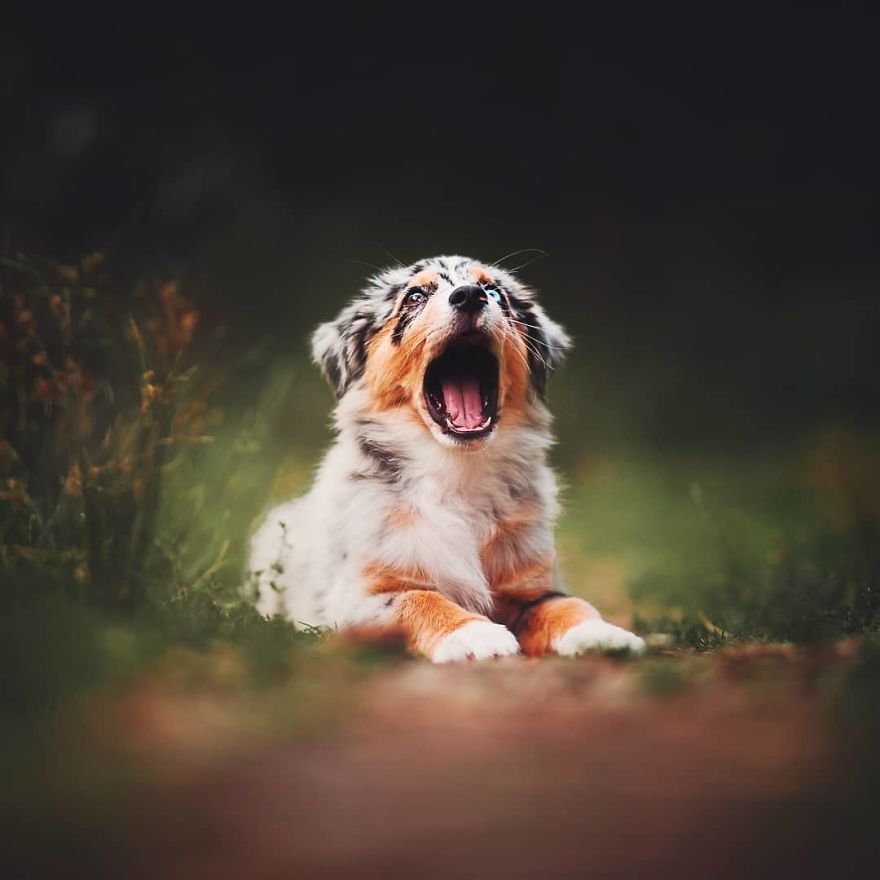 The Best Dog Photos I Have Ever Captured By Kristyna Kvapilova