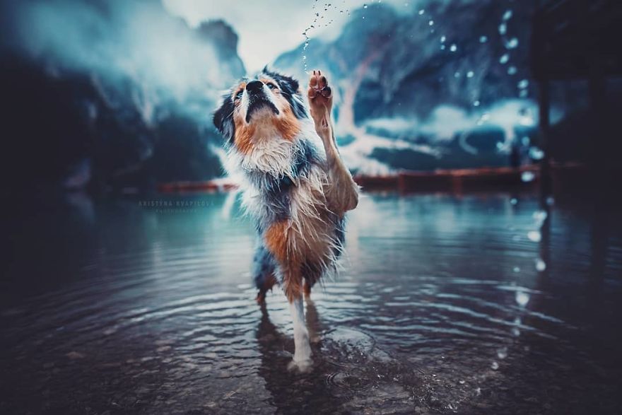 The Best Dog Photos I Have Ever Captured By Kristyna Kvapilova