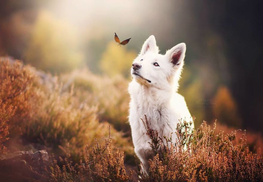 The Best Dog Photos I Have Ever Captured By Kristyna Kvapilova