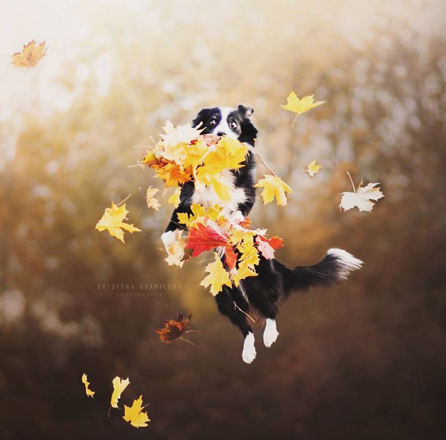 The Best Dog Photos I Have Ever Captured By Kristyna Kvapilova