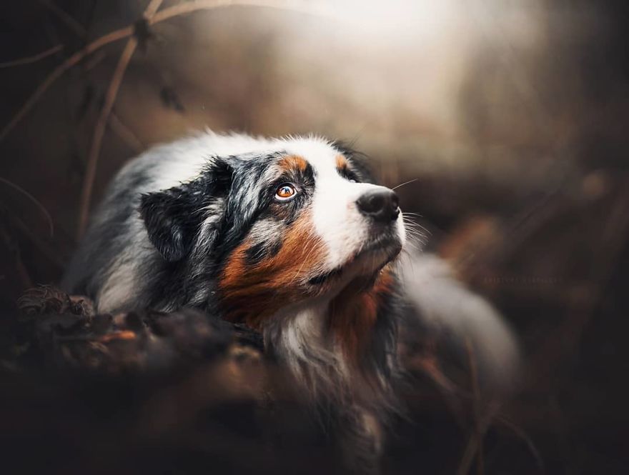 The Best Dog Photos I Have Ever Captured By Kristyna Kvapilova