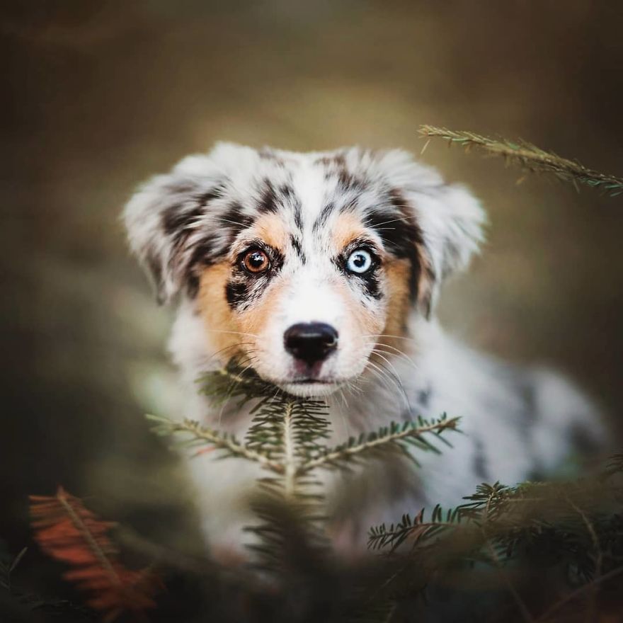 The Best Dog Photos I Have Ever Captured By Kristyna Kvapilova