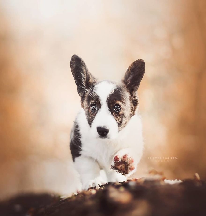 The Best Dog Photos I Have Ever Captured By Kristyna Kvapilova