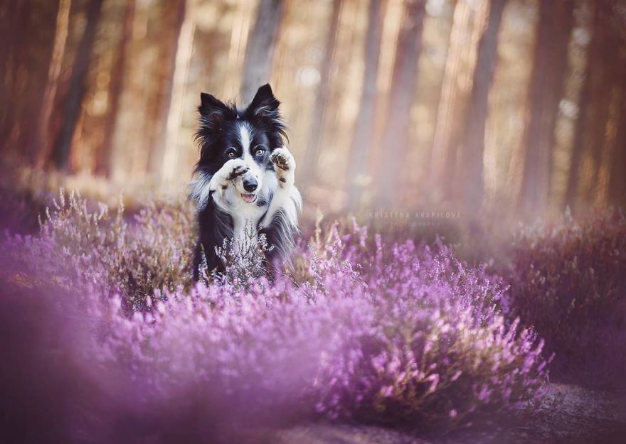 The Best Dog Photos I Have Ever Captured By Kristyna Kvapilova