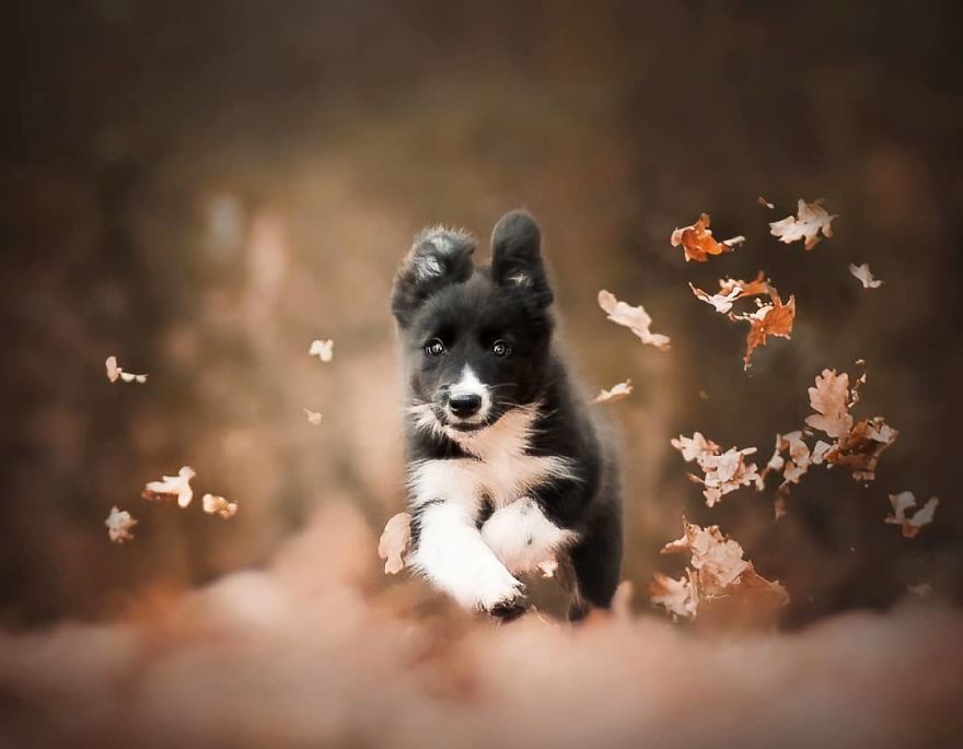 The Best Dog Photos I Have Ever Captured By Kristyna Kvapilova