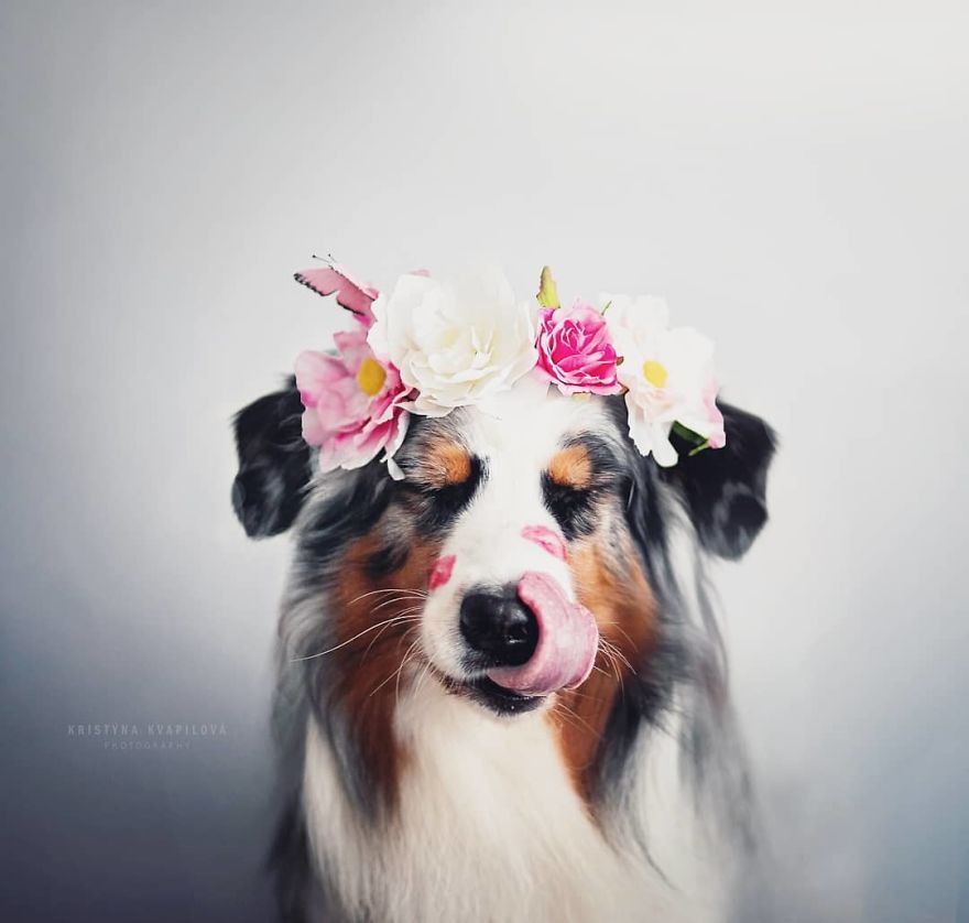 The Best Dog Photos I Have Ever Captured By Kristyna Kvapilova