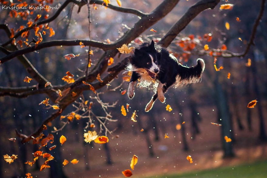 The Best Dog Photos I Have Ever Captured By Kristyna Kvapilova